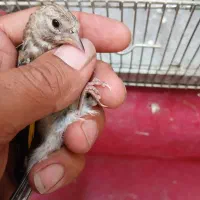 جوجه سهره ناخن سفید چونه سفید