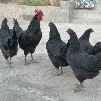 مرغ و خروس استرالوپ