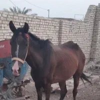 اسب مدرک دار
