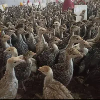 جوجه بوقلمون ۴۵روزه
