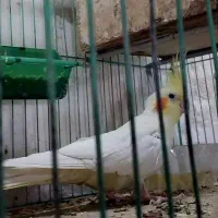 عروس هلندی سالم