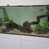 چوب کنده آکواریومی