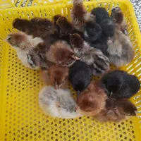 فروش جوجه مرغ محلی یکروزه