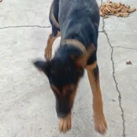 سگ نگهبان