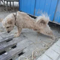 سگ شیتزو نر