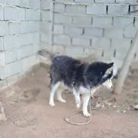 واگذاری سگ هاسکی