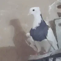 مشکی طوقی مهر نر هستش جوان پدر مادر الماسی سرور