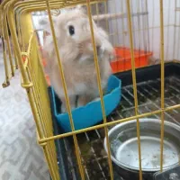 نره|موش و خرگوش|ساری, |دیوار