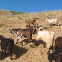 گوسفند