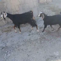بز و بزغاله داشتی