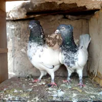 پلوجوش.دوتاکله ی بابقیه تو عکس معلومه