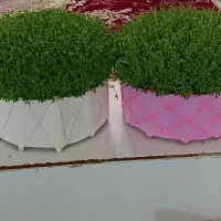 سبزه|گل و گیاه طبیعی|خرم‌آباد, |دیوار