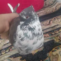 کفتر سینه ماش کاکلی
