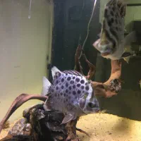 ماهی گرین اسکات