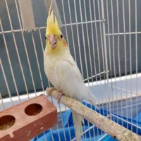 عروس هلندی جفت