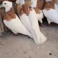 طوقی|پرنده|خواف, |دیوار