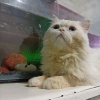 واگذاری گربه