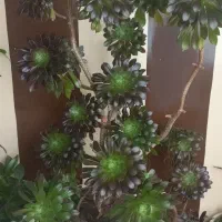 گل خورشیدی|گل و گیاه طبیعی|تویسرکان, |دیوار