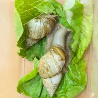 حلزون|خزنده|شیراز, گلدشت معالیآباد|دیوار