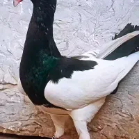 یهودی دنش
