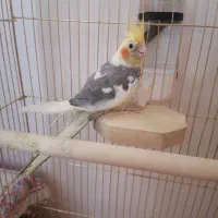 نر رام عروس هلندی