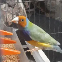 فنج هفت رنگ