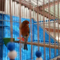 ...|پرنده|سمیرم, |دیوار