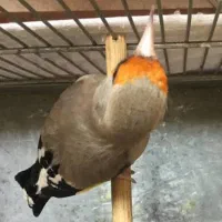 فروش سهره رسمی داغسر و دورگ کرمانی نشون دار