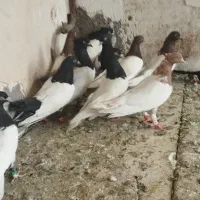 کفتر