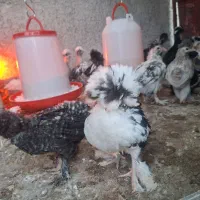 جوجه دو ماهه اصل سلطان لهستانی
