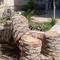 قطع کردن درخت ونخل درخدمتم