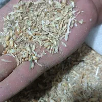 علوفه پر از دانه گندم