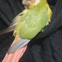 طوطی گرینچیک