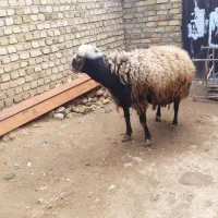 بره نر گوشت خالص