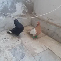 کبوتر رنگه