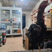خروس لاری و جوجه لاری