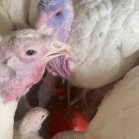 بوقلمون گوشتی بیوتی ۶ وزن کامل
