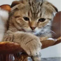 توله اسکاتیش پلنگی