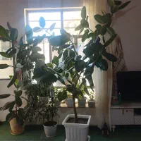 گل خانگی
