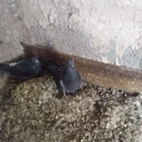 جوجه المانی