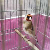 سهره جوجه قفس