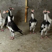 دو جفت کبوتر کاریر قد بلند اصل