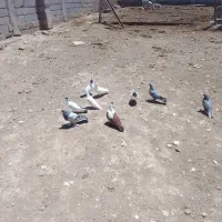 دورح وترکیه
