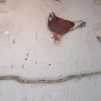 کفتر بوم