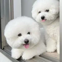 توله سگ بیچون فرایز ( پودل )