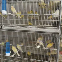 تعدا پرستار