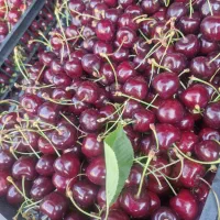 گیلاس تک‌دانه درجه ۱ / حور