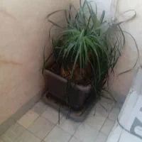 گل لیندا و گلدان‌ بزرگ مخصوص اداره و راه پله ها
