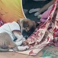 جفت توله ماده