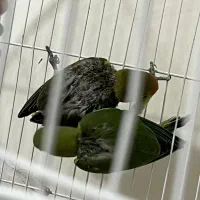 جوجه طوطی برزیلی